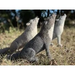Kép 2/6 - Wild and Woolly Knitted Animals