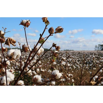 Anyagismereti kis(o)kos, első rész: a pamut